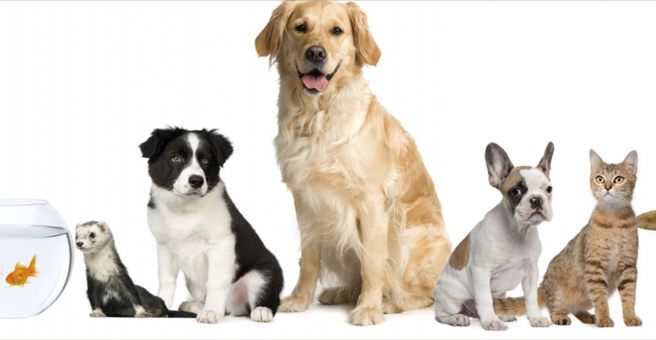 Джунгли, зоомагазин — груминг Барнаул