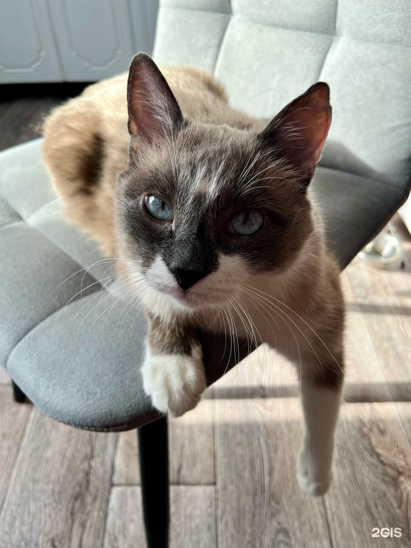 Челябинский центр ветеринарной медицины — груминг Челябинск