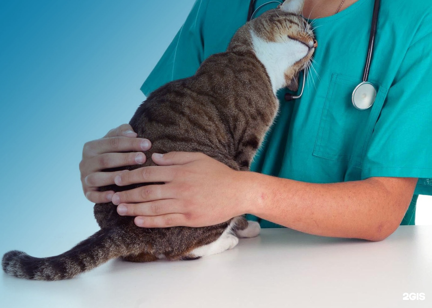 Доберман, ветеринарная клиника — груминг Челябинск