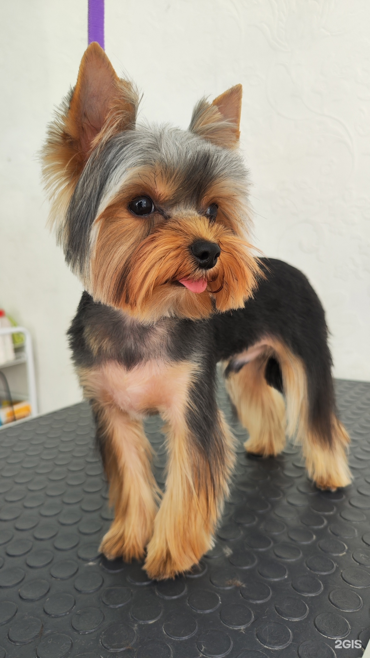 E. S. грумер, кабинет груминга — груминг Челябинск