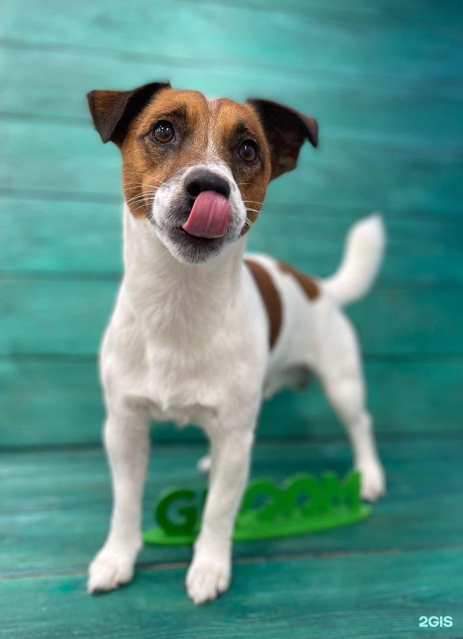 Groom — груминг Челябинск