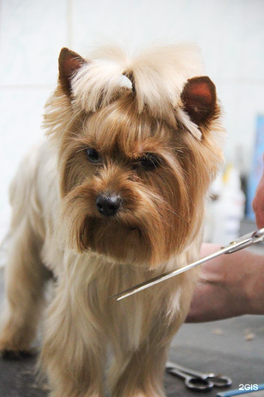 Грум-Мастер, зоосалон — груминг Челябинск