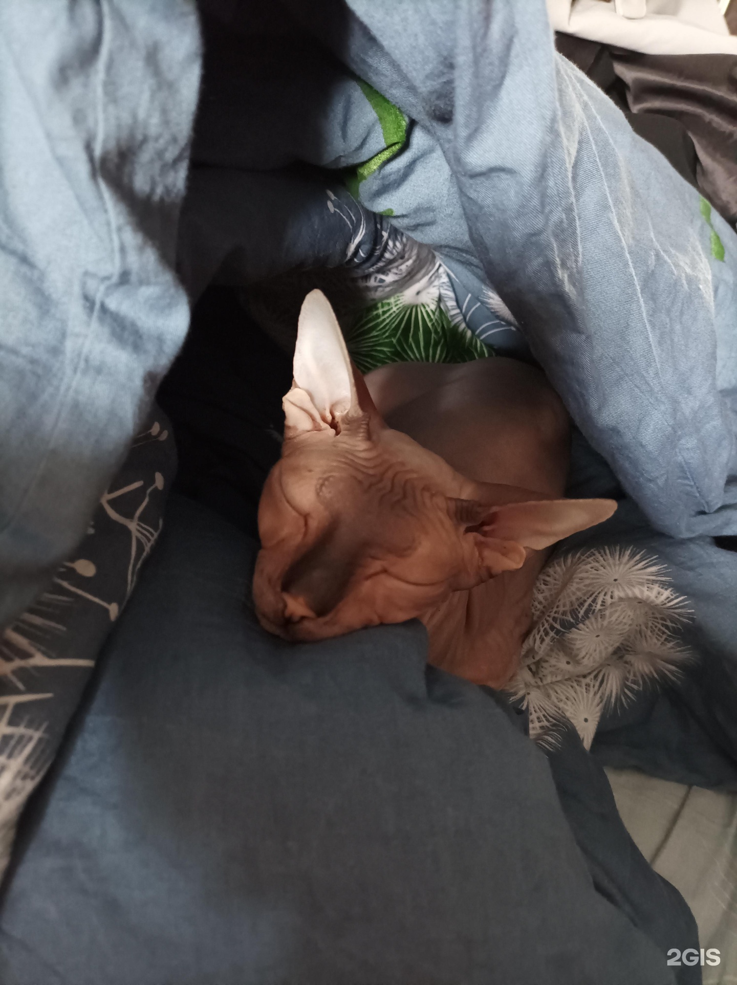 Котовасия, ветеринарная клиника — груминг Челябинск