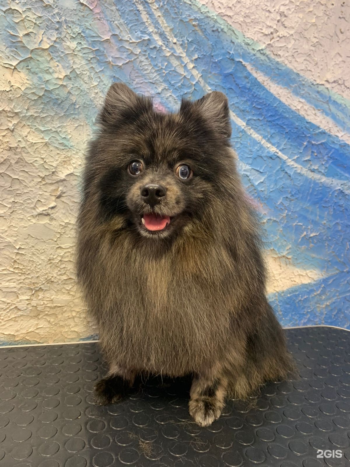 Котёнок Гав, зоогостиница и груминг-салон для питомцев — груминг Челябинск