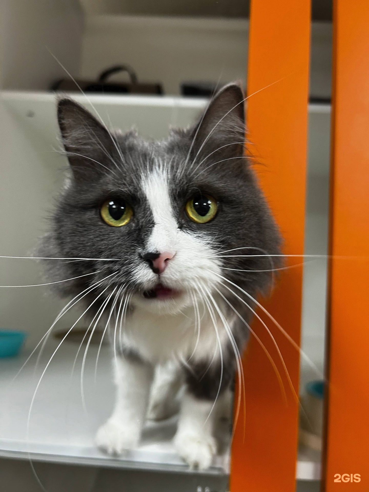 Совсем как дома, отель и груминг-салон для питомцев — груминг Челябинск