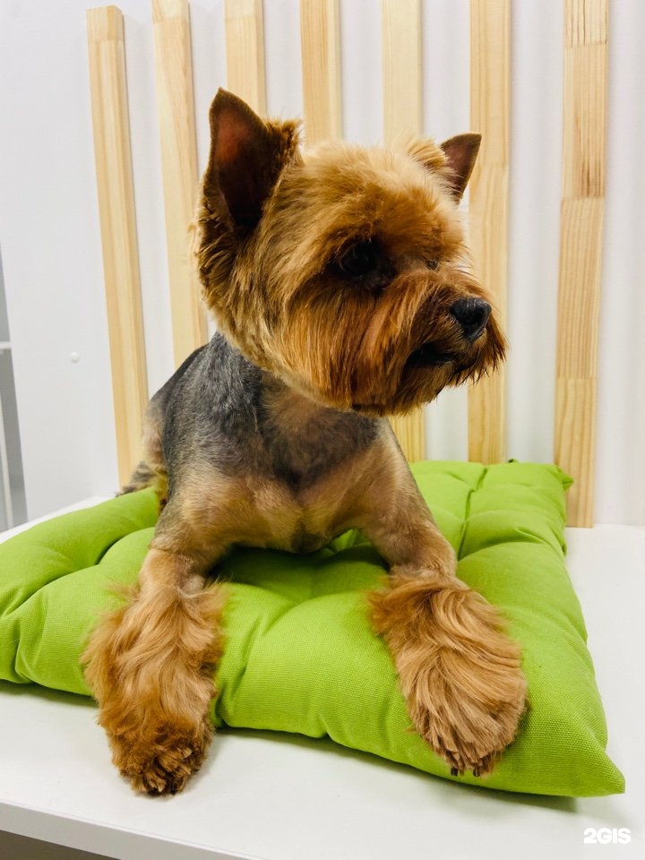 Совсем как дома, отель и груминг-салон для питомцев — груминг Челябинск