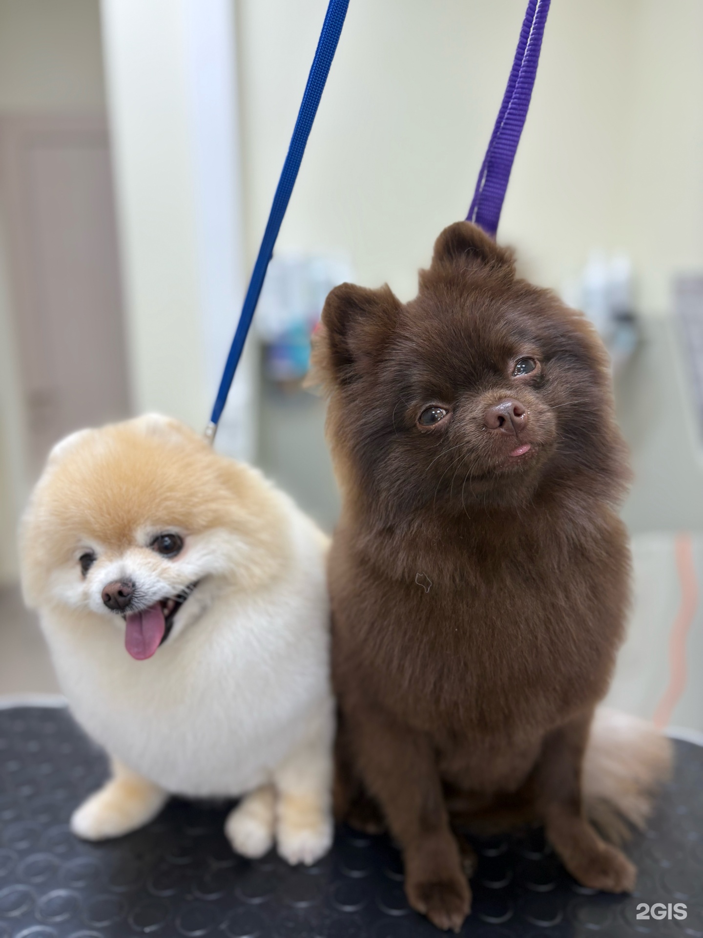 Студия стрижки кошек и мелких пород собак, улица Университетская Набережная, 97а — груминг Челябинск