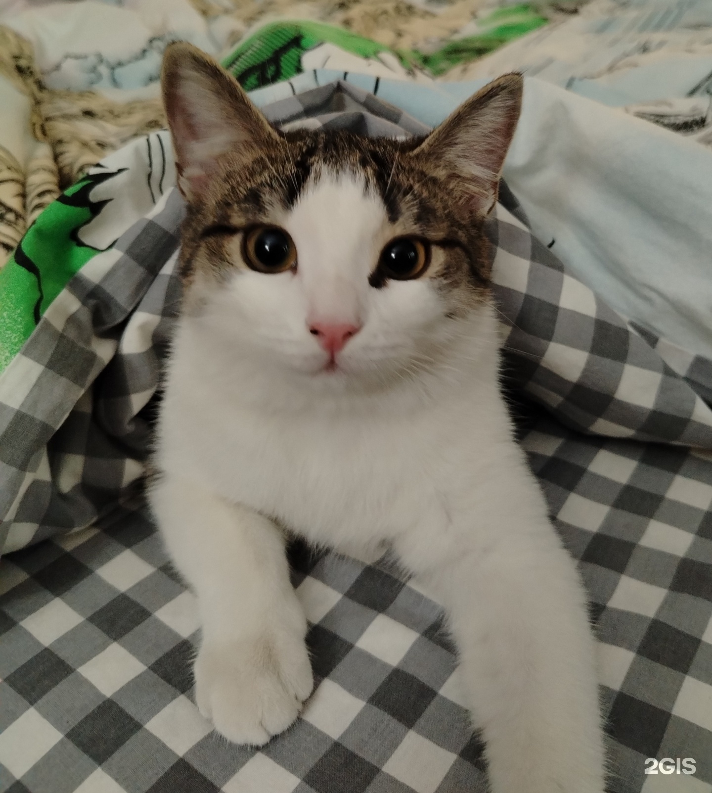 Умка Pro, ветеринарный центр — груминг Челябинск