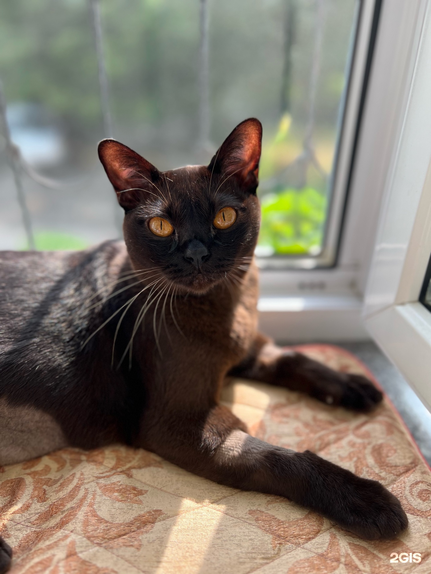 ВетСпектр, ветеринарная клиника — груминг Челябинск