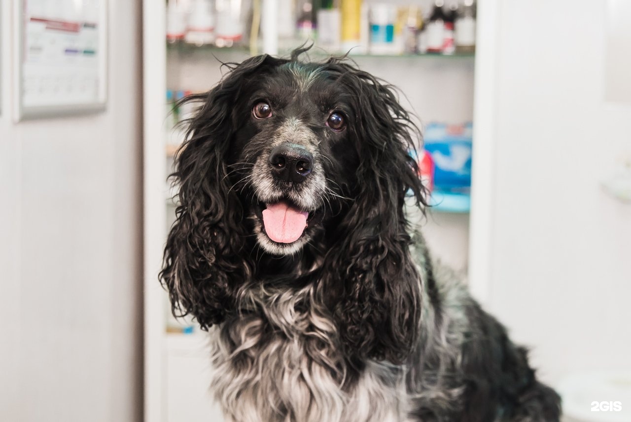 ВитаЭнимал, ветеринарная клиника дерматологии и эндокринологии — груминг Челябинск