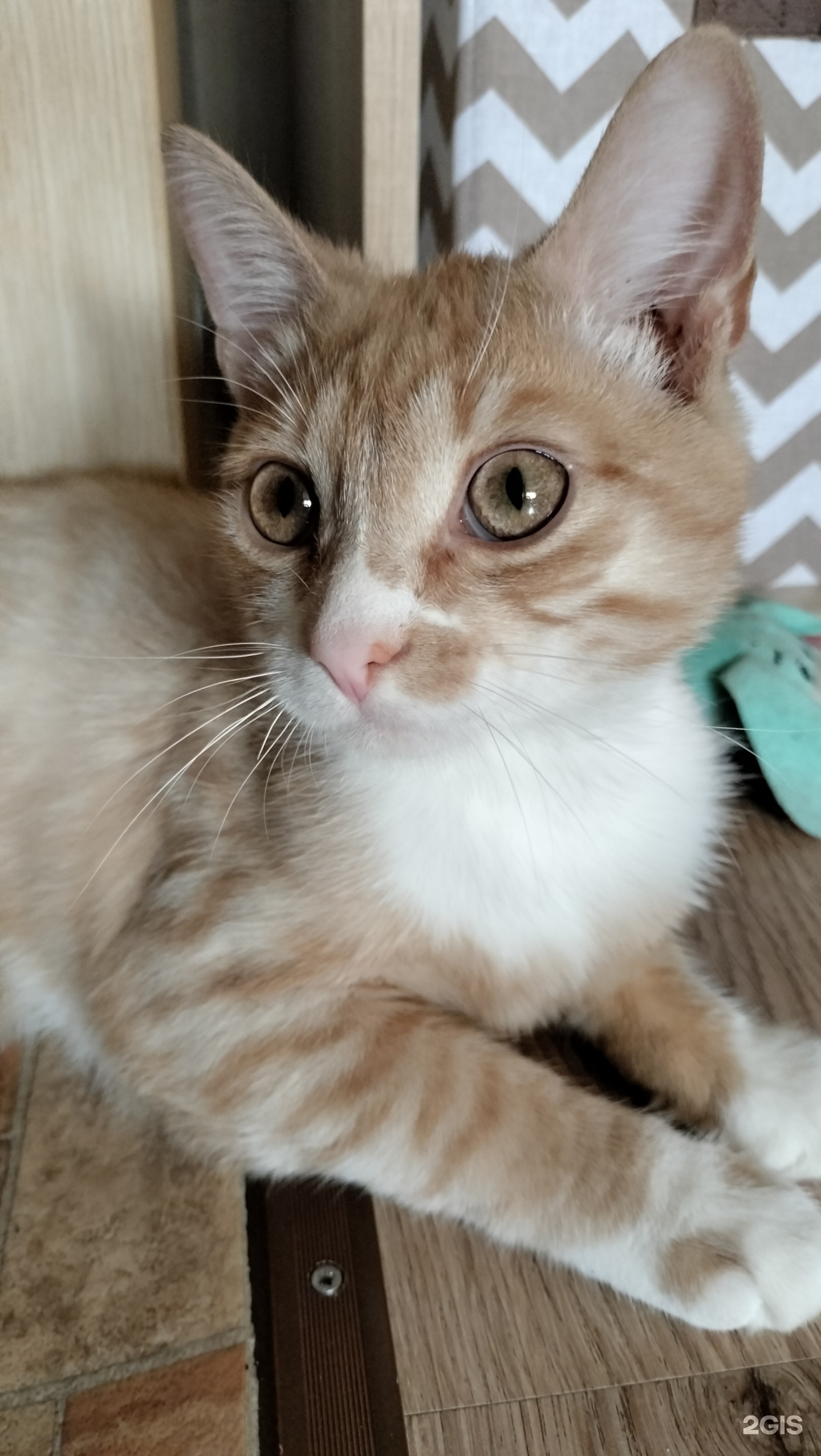 Здоровый Питомец, ветеринарная клиника — груминг Челябинск