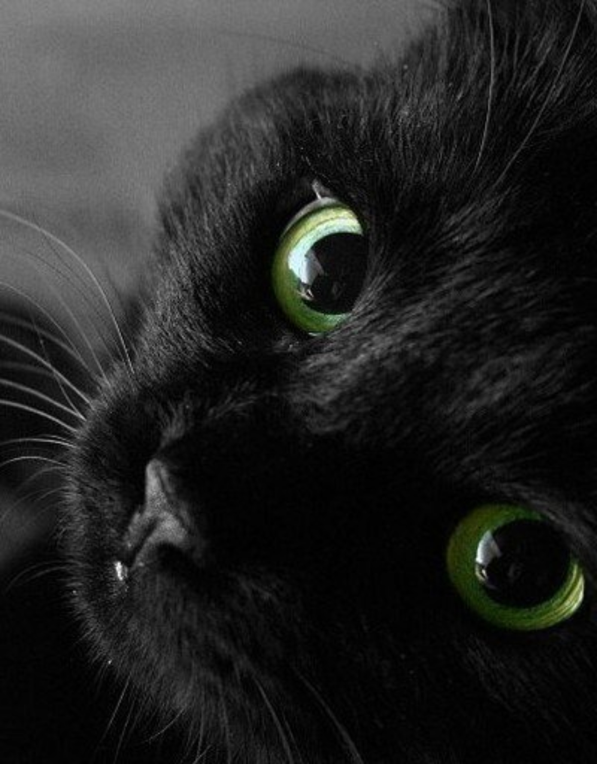 Зоо ЗОЖ, ветеринарный центр