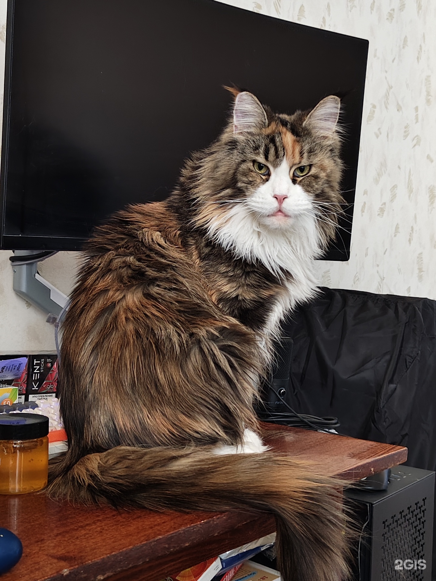 Зоомакс, ветеринарный центр — груминг Челябинск