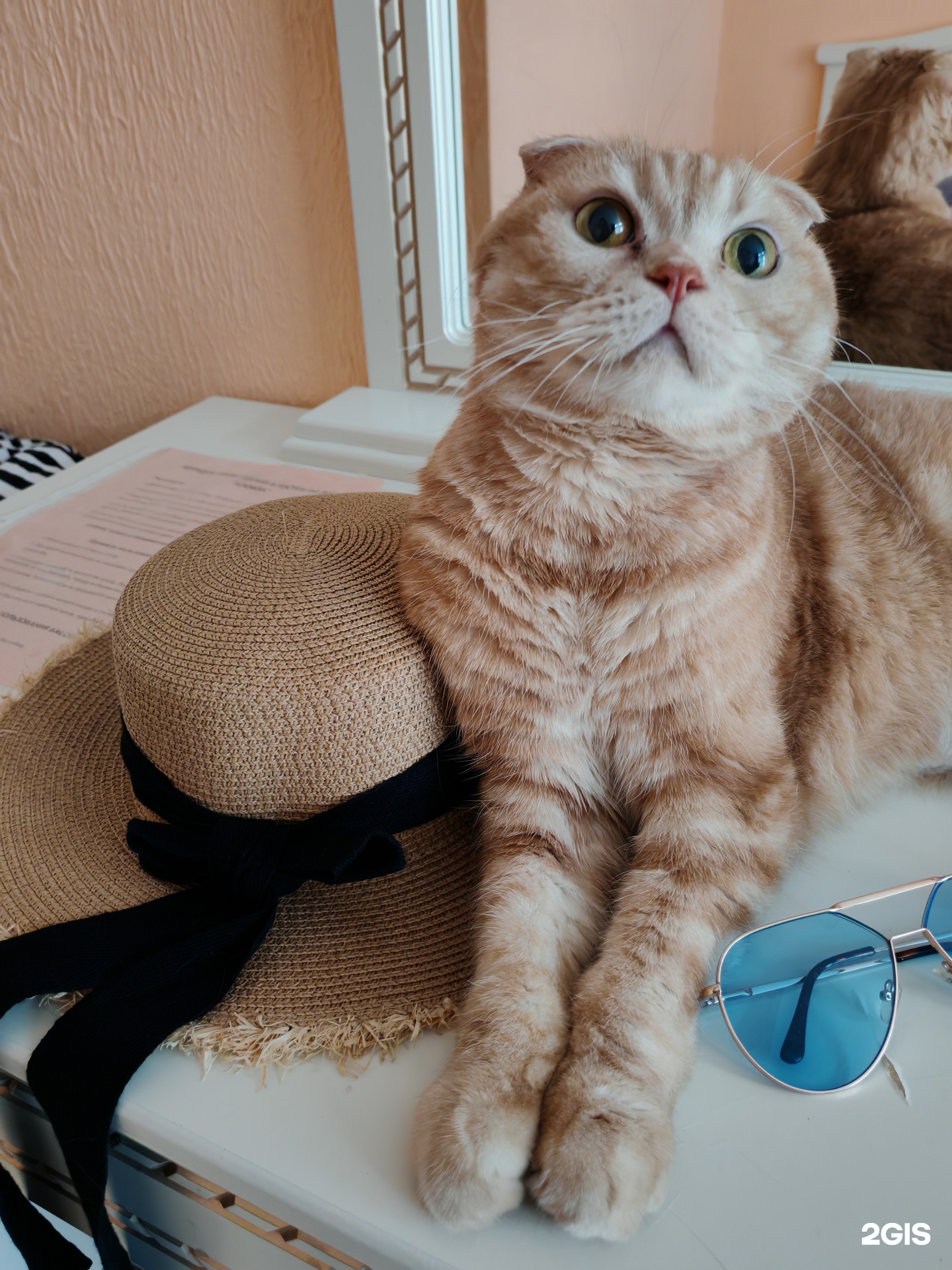 Зоомакс, ветеринарный центр — груминг Челябинск