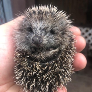 Зоопульс, ветеринарная клиника, улица Братьев Кашириных, 54