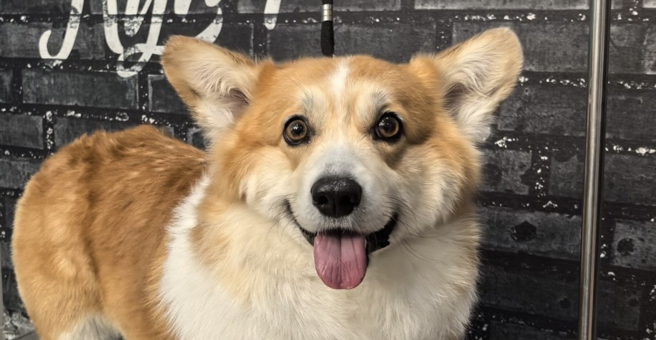 Купер, груминг-салон, Советская улица, 124Б — груминг Иркутск