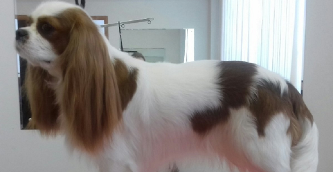 Стриж, зоосалон — груминг Иркутск