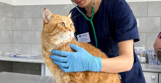 ГУФФИ, ветеринарная клиника — груминг Ижевск