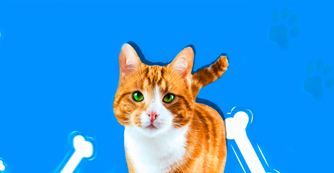 Рыжий Кот, ветеринарная клиника, Ключевой посёлок — груминг Ижевск