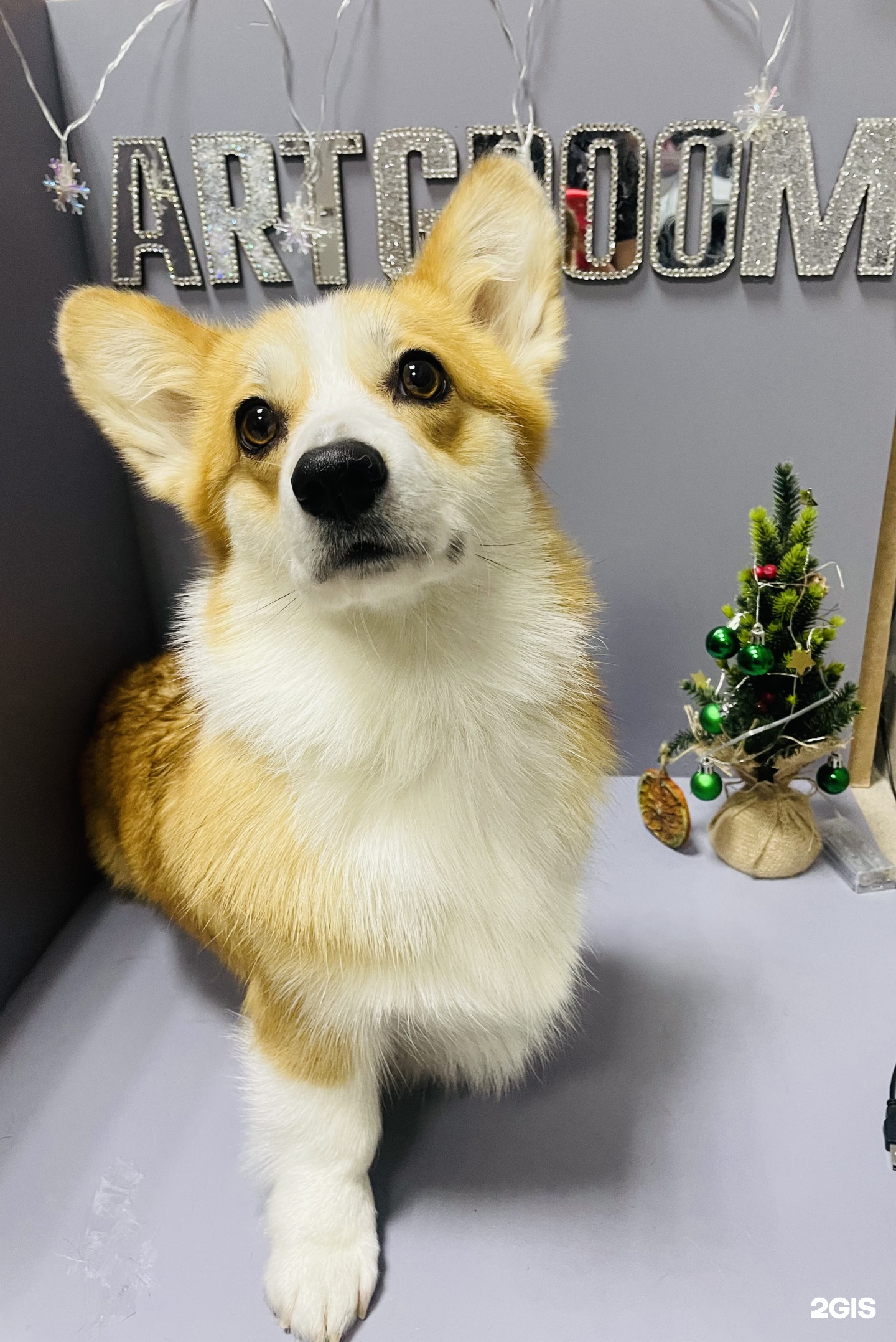 ArtGroom — груминг Казань