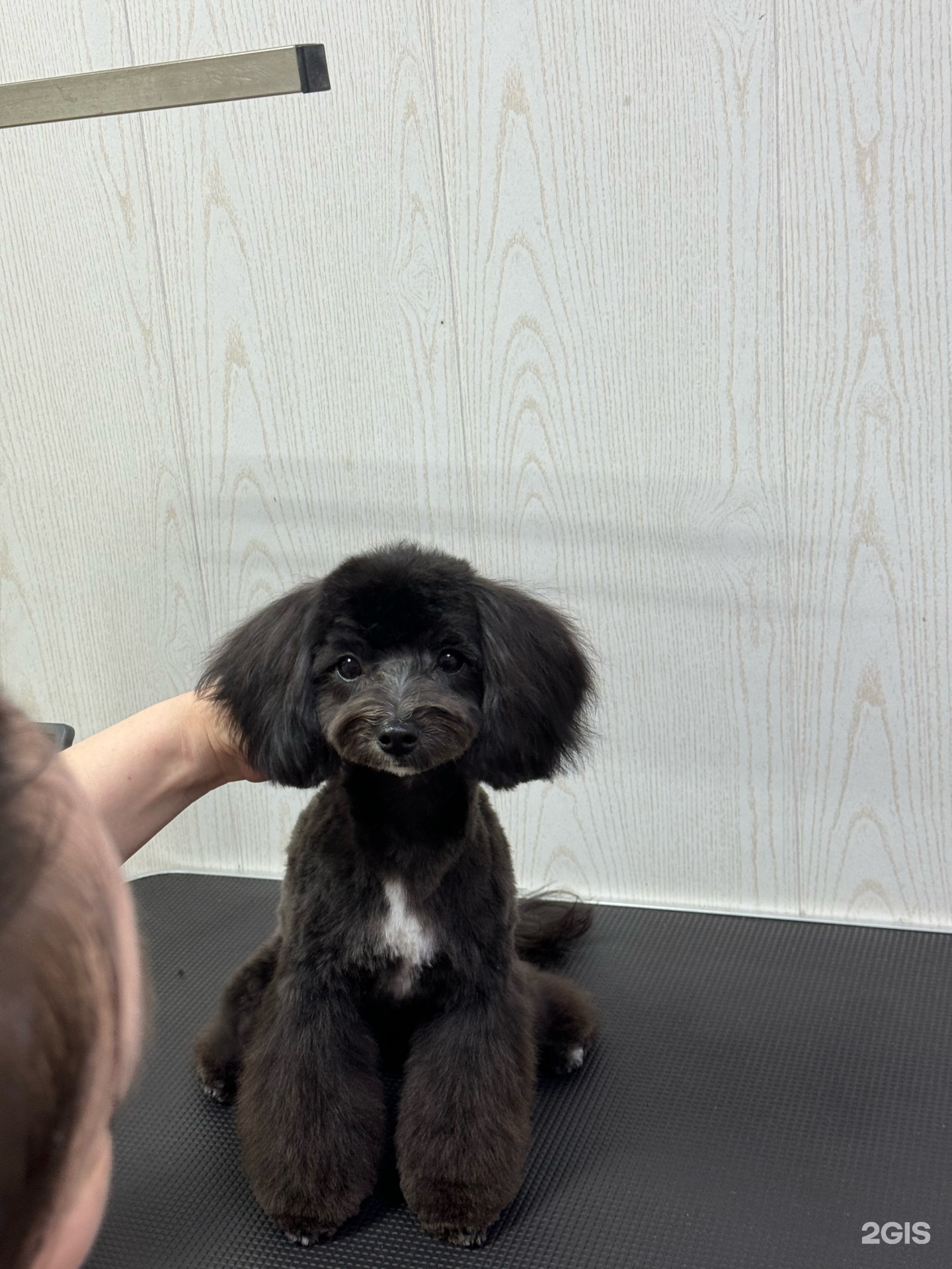 Аврора, зоомагазин — груминг Казань