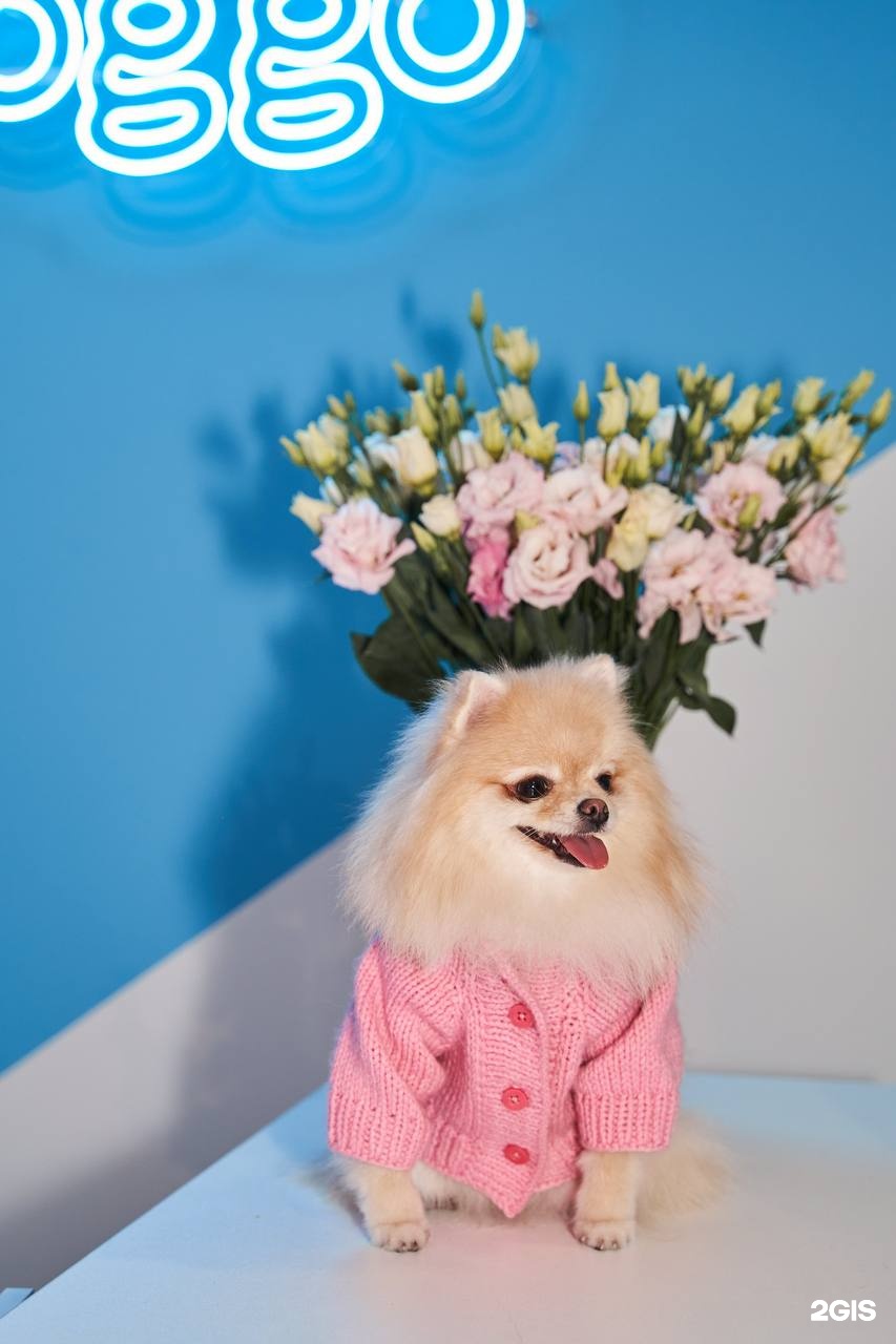 Doggo, груминг салон — груминг Казань
