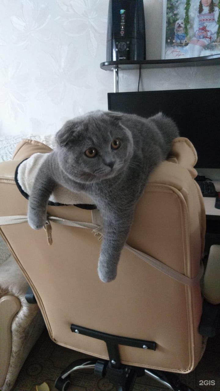 Клиника ветеринарной медицины доктора Птицына — груминг Казань