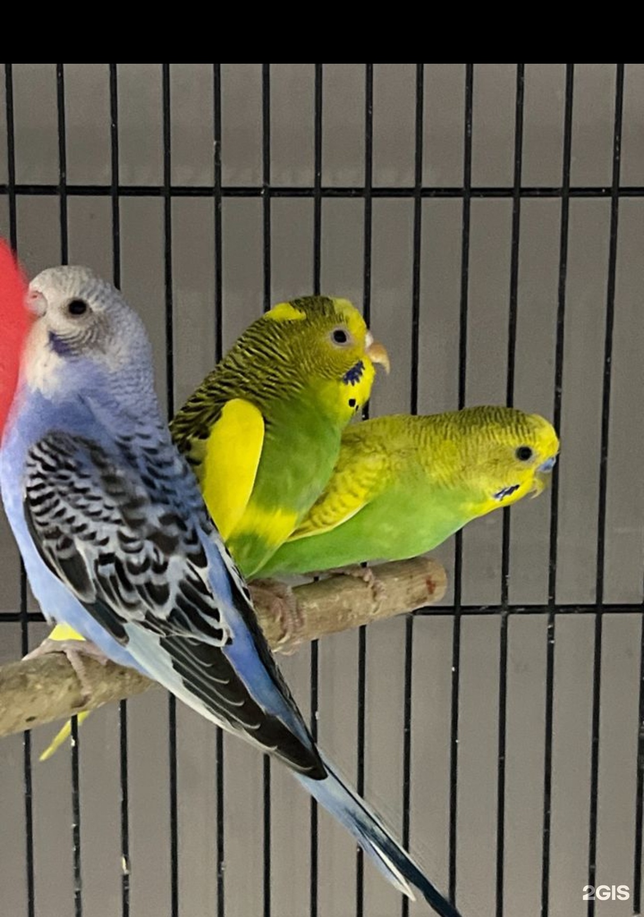 Престиж, зоомагазин — груминг Казань