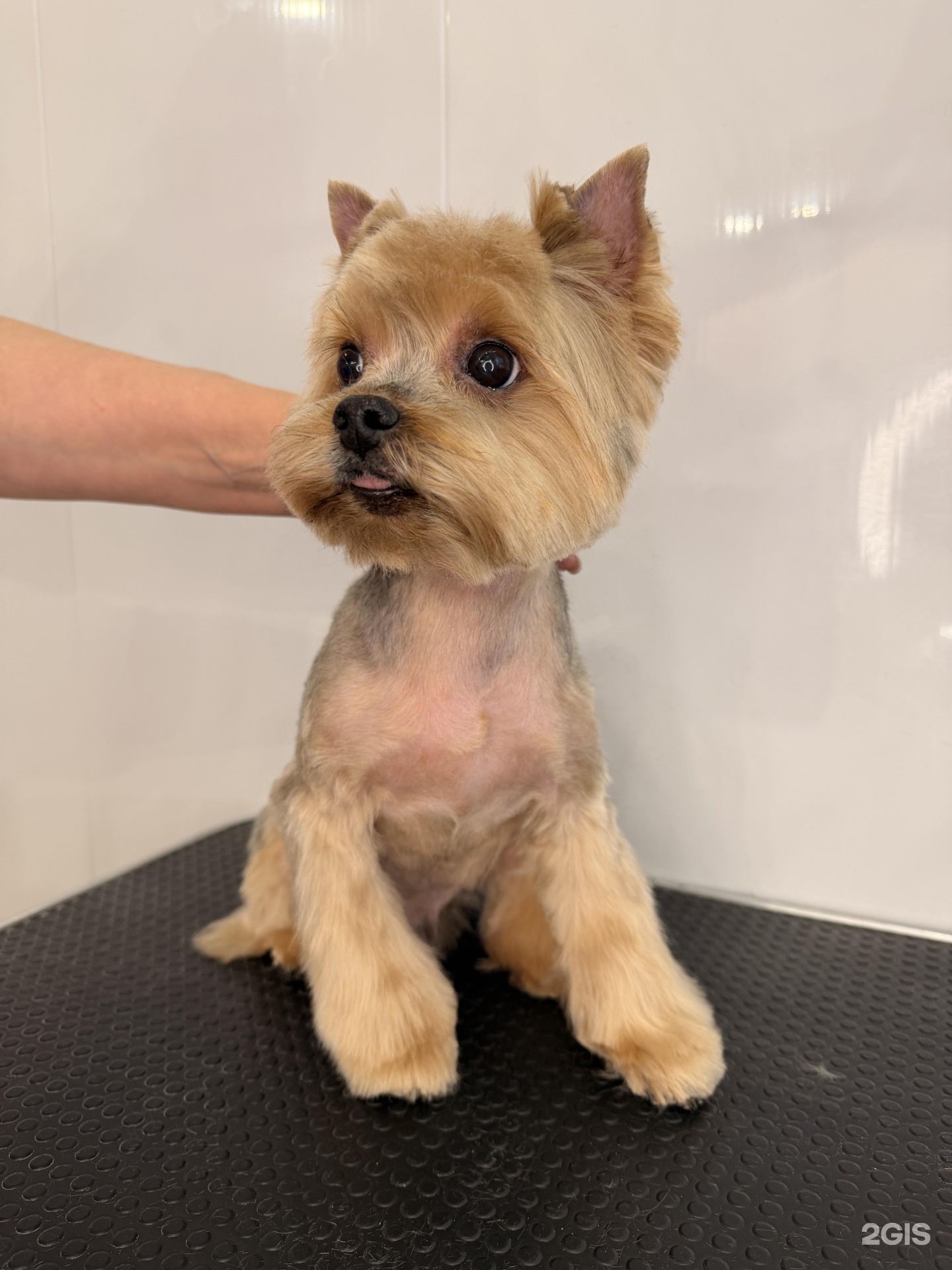 Ривьера Грум — груминг Казань