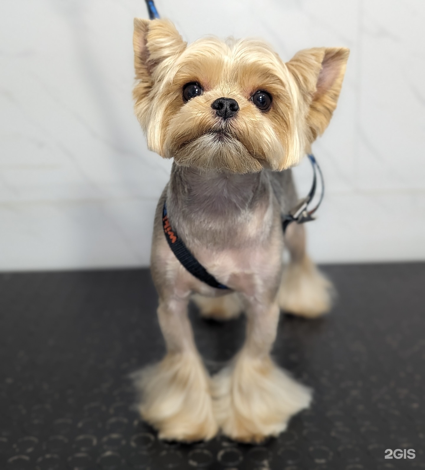 Собуза Гавгона, груминг-салон — груминг Казань