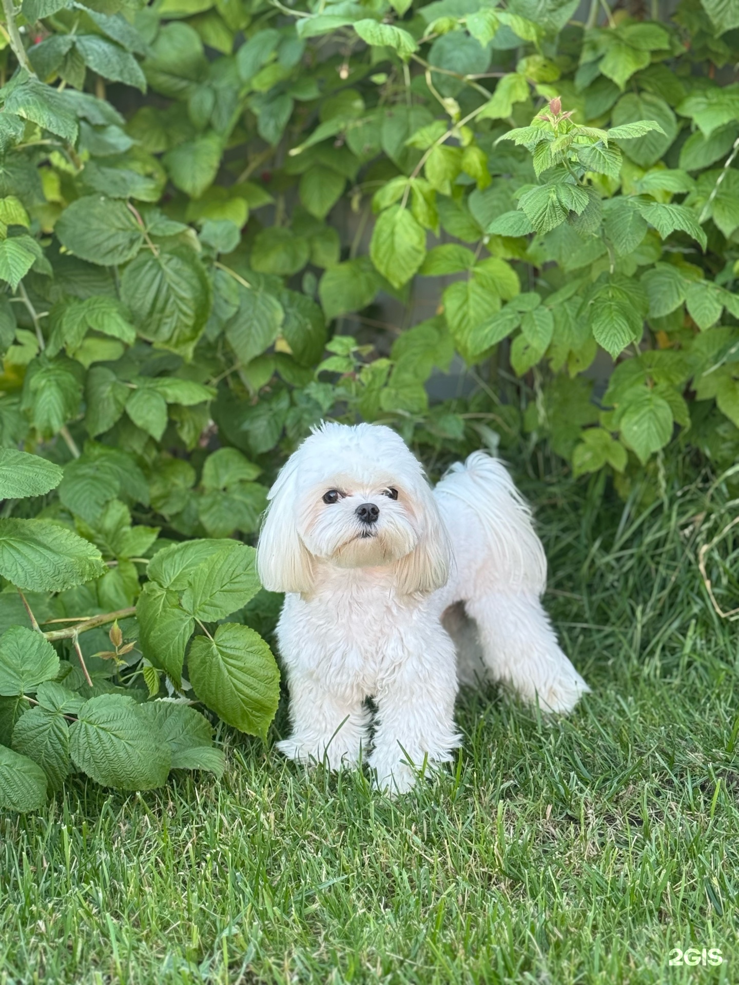 Варли, ветеринарный центр — груминг Казань