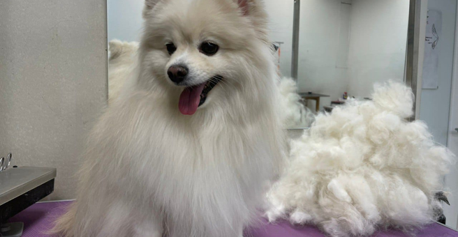 Грумерс, Хабаровский центр декоративного груминга — груминг Хабаровск