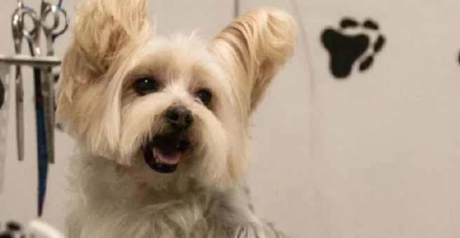 Кудряшка, груминг-студия — груминг Хабаровск