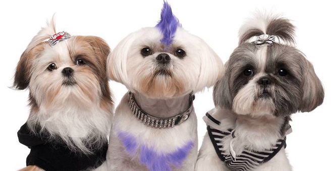 Полар Найт, студия груминга — груминг Хабаровск