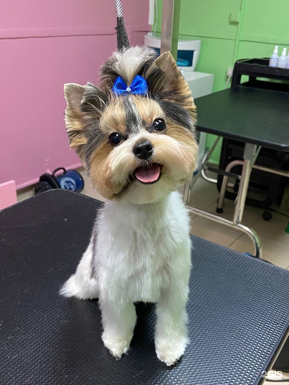 Боня и Соня, зоосалон