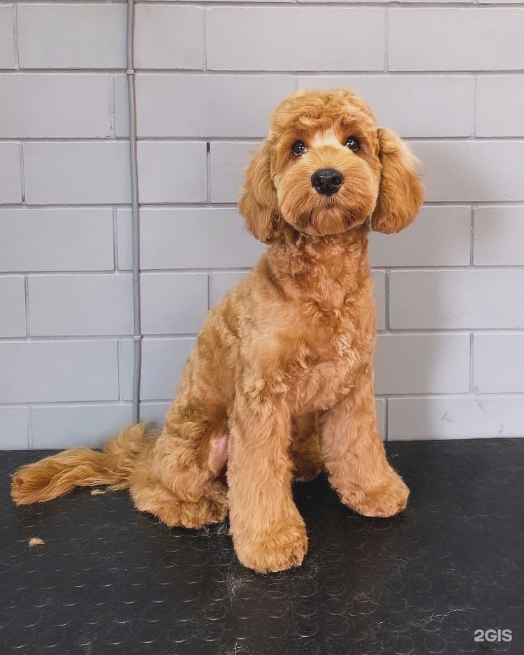 ЧистоПес, зоосалон