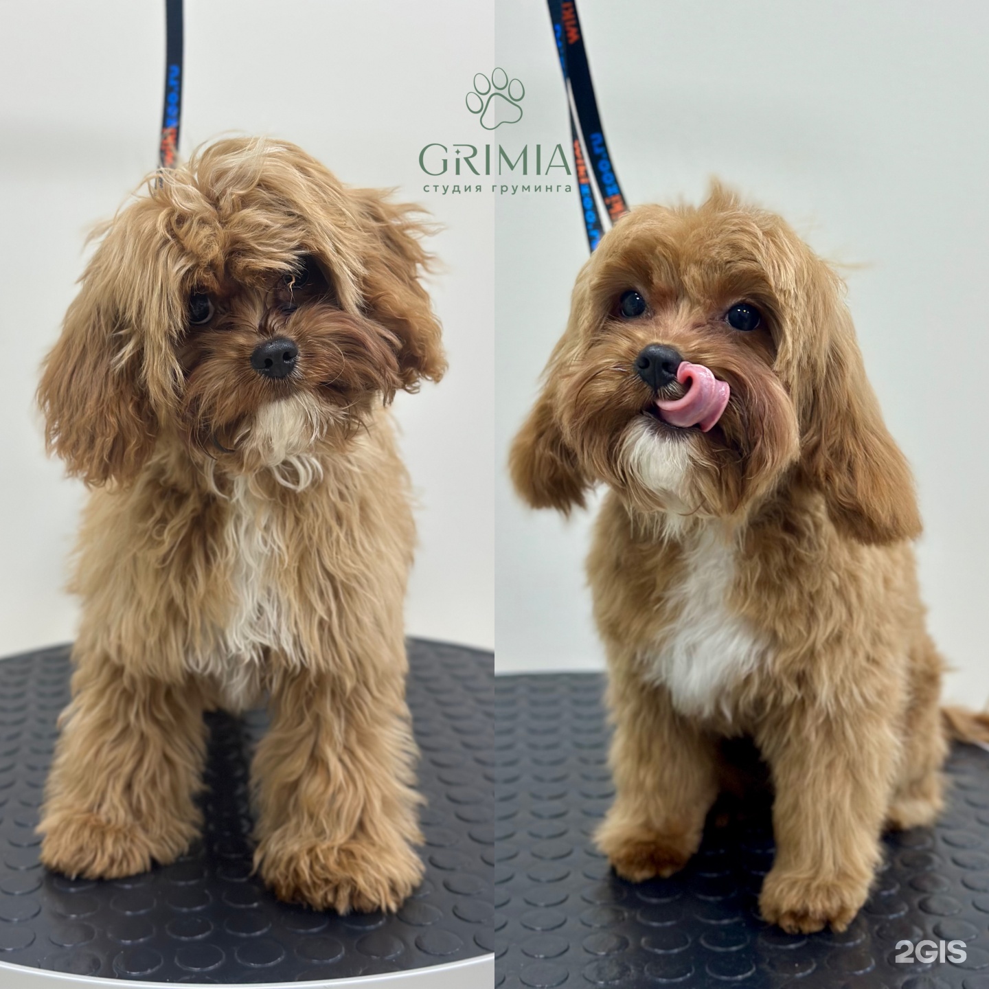 Grimia, студия груминга