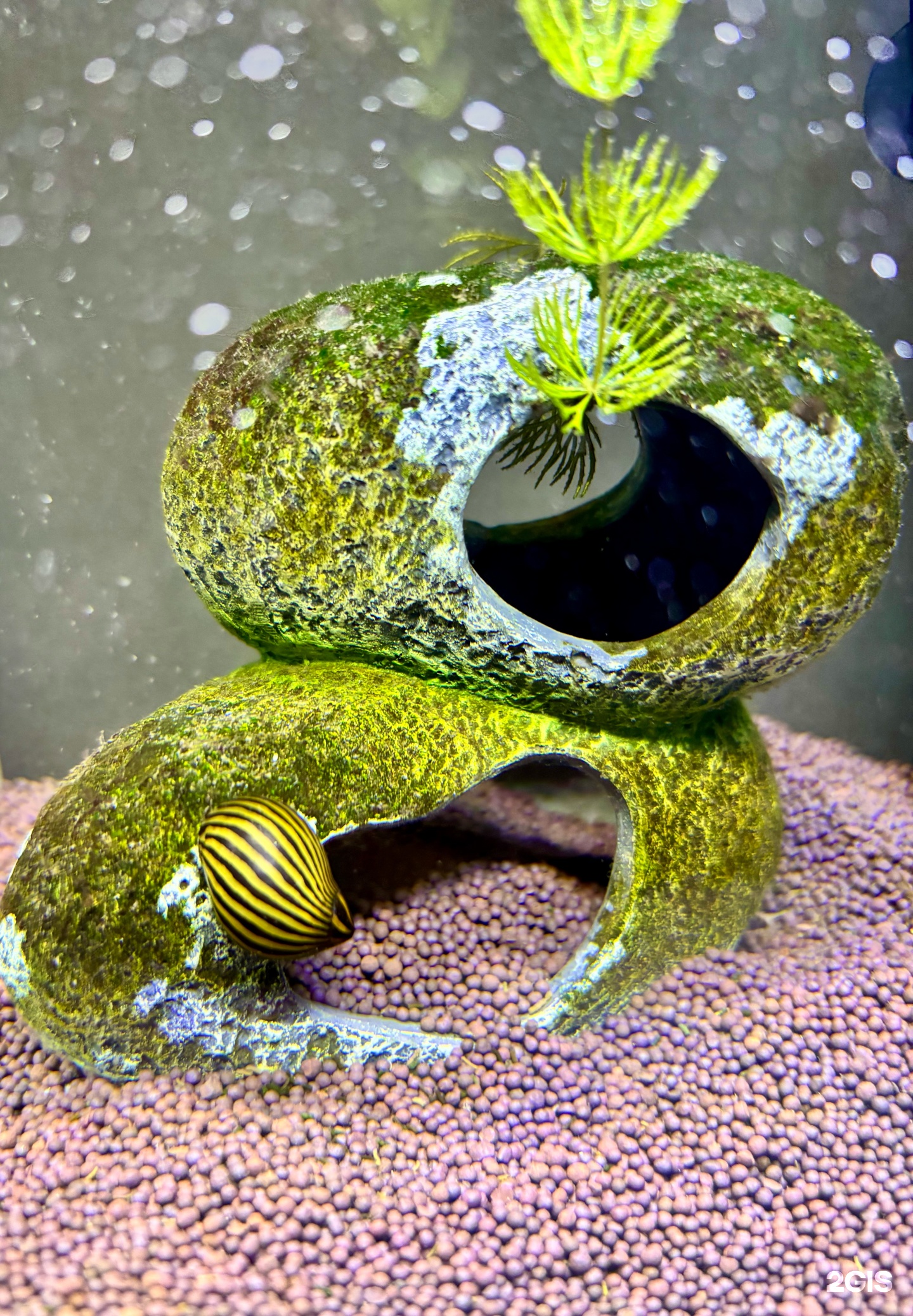 Карась, зоомагазин