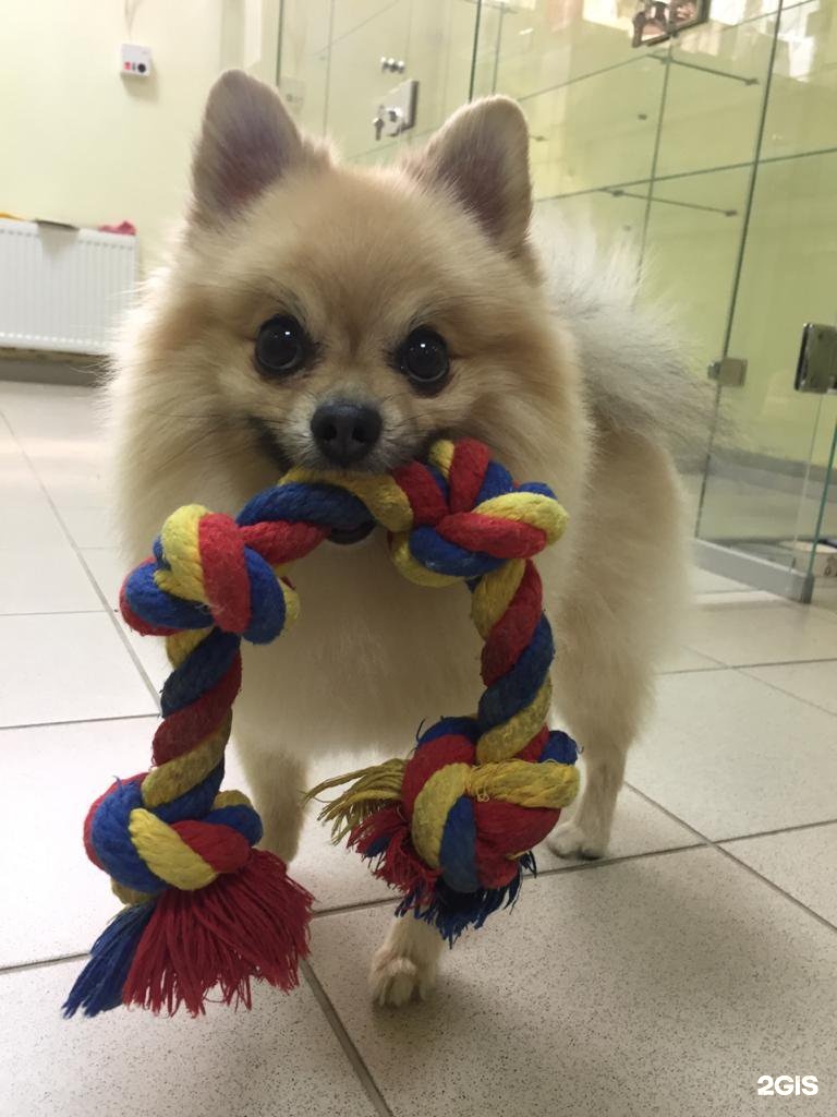 Pride, отель для животных