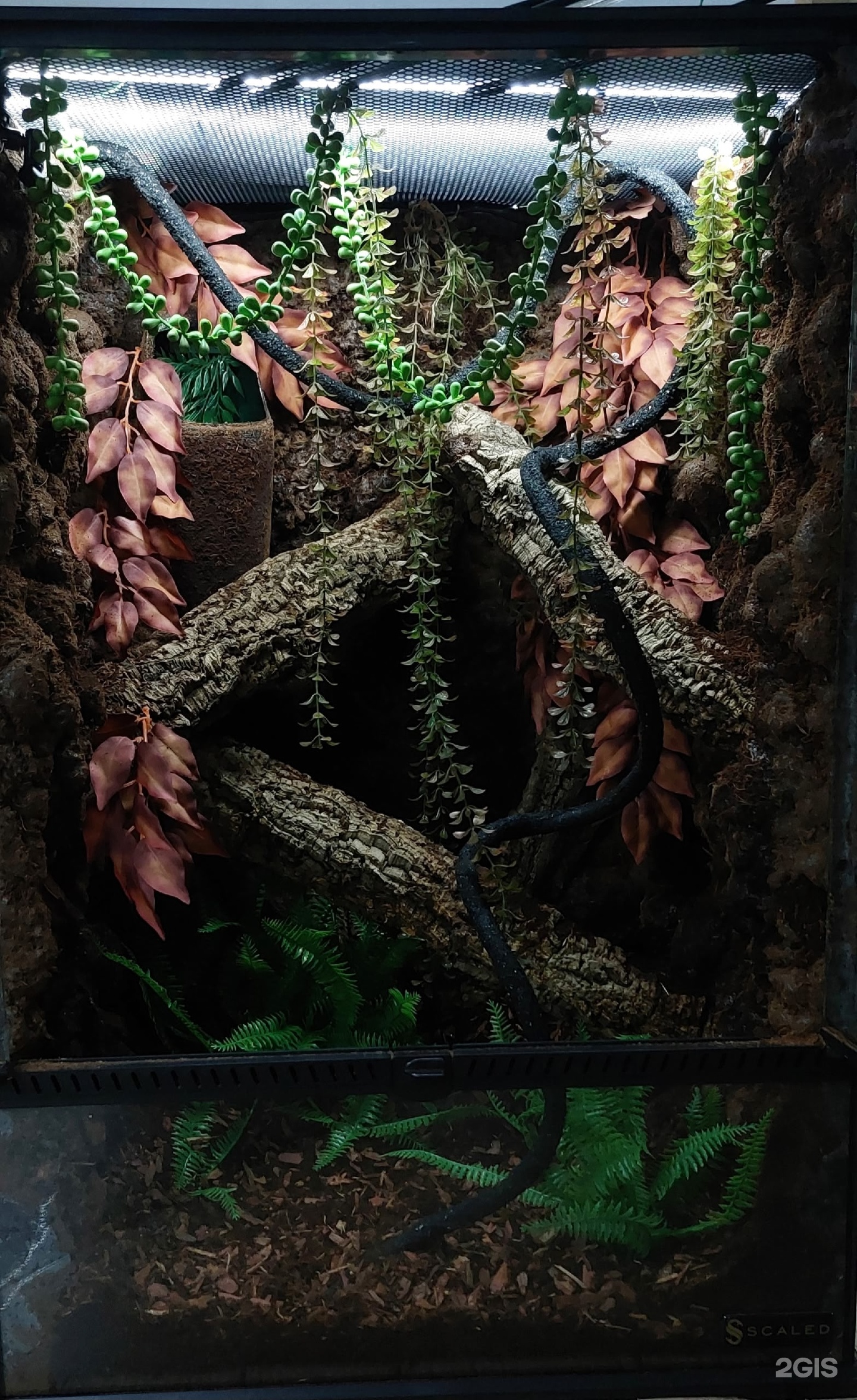 ZooDragon, зоомагазин рептилий и экзотических животных