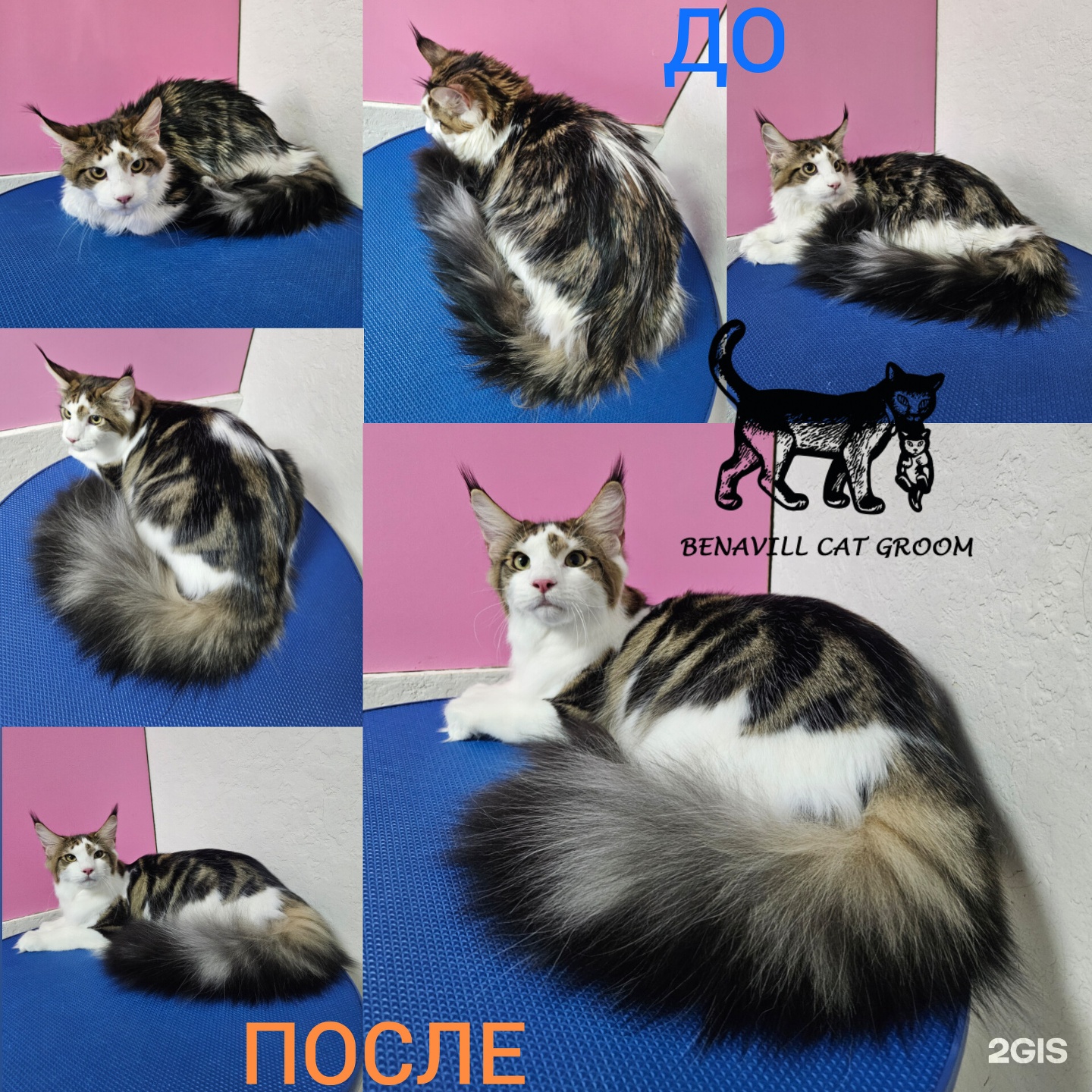 Benavill, салон-магазин для кошек — груминг Красноярск
