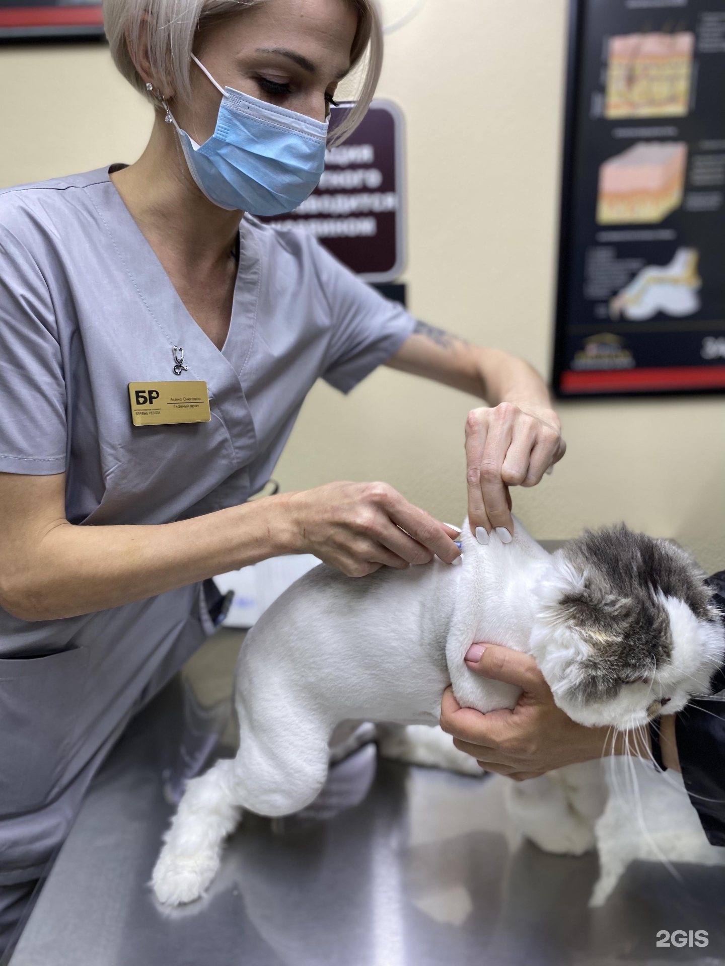 Бравые ребята, ветеринарная клиника — груминг Красноярск