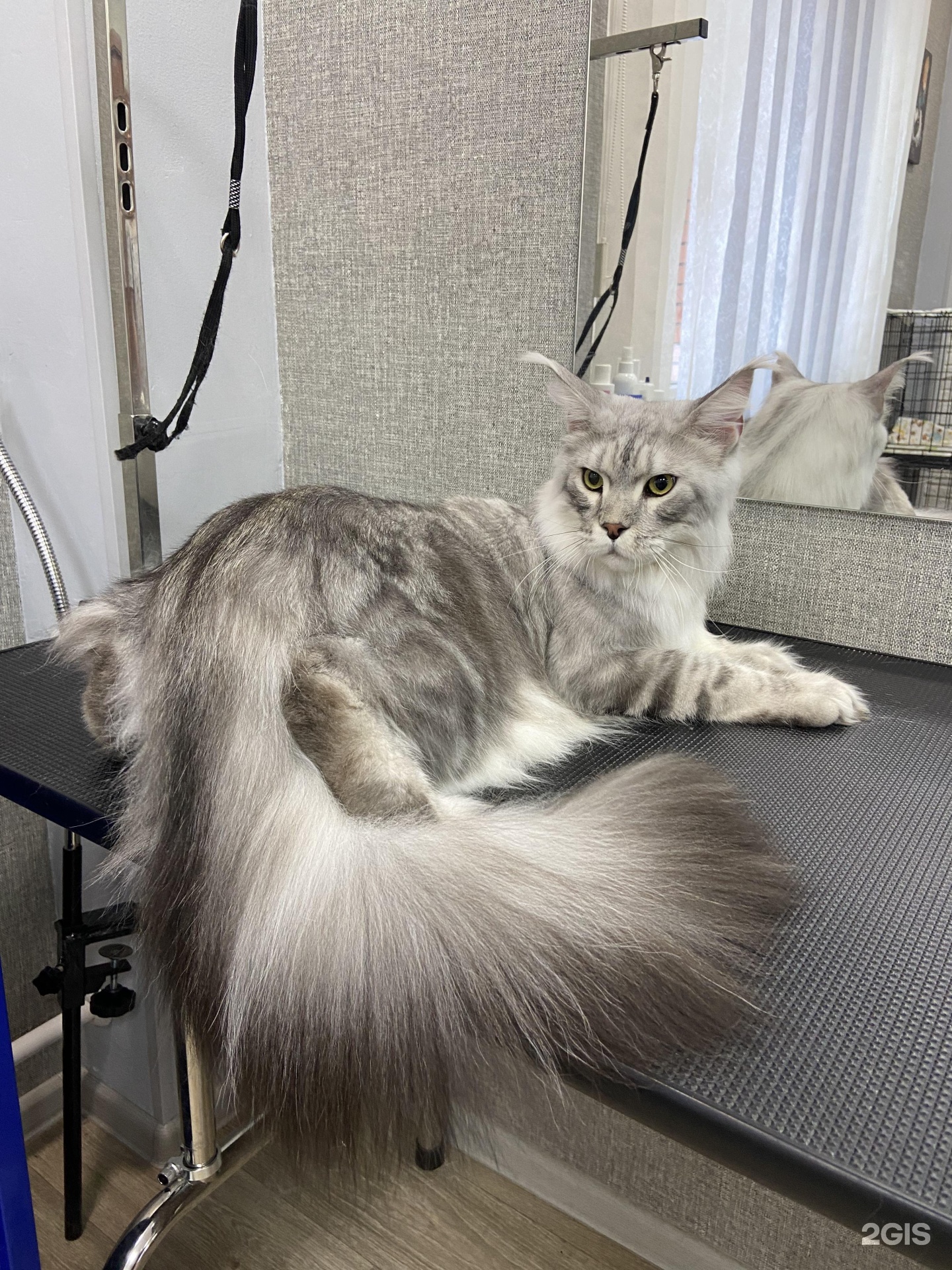 Чистый хвост, груминг-салон — груминг Красноярск