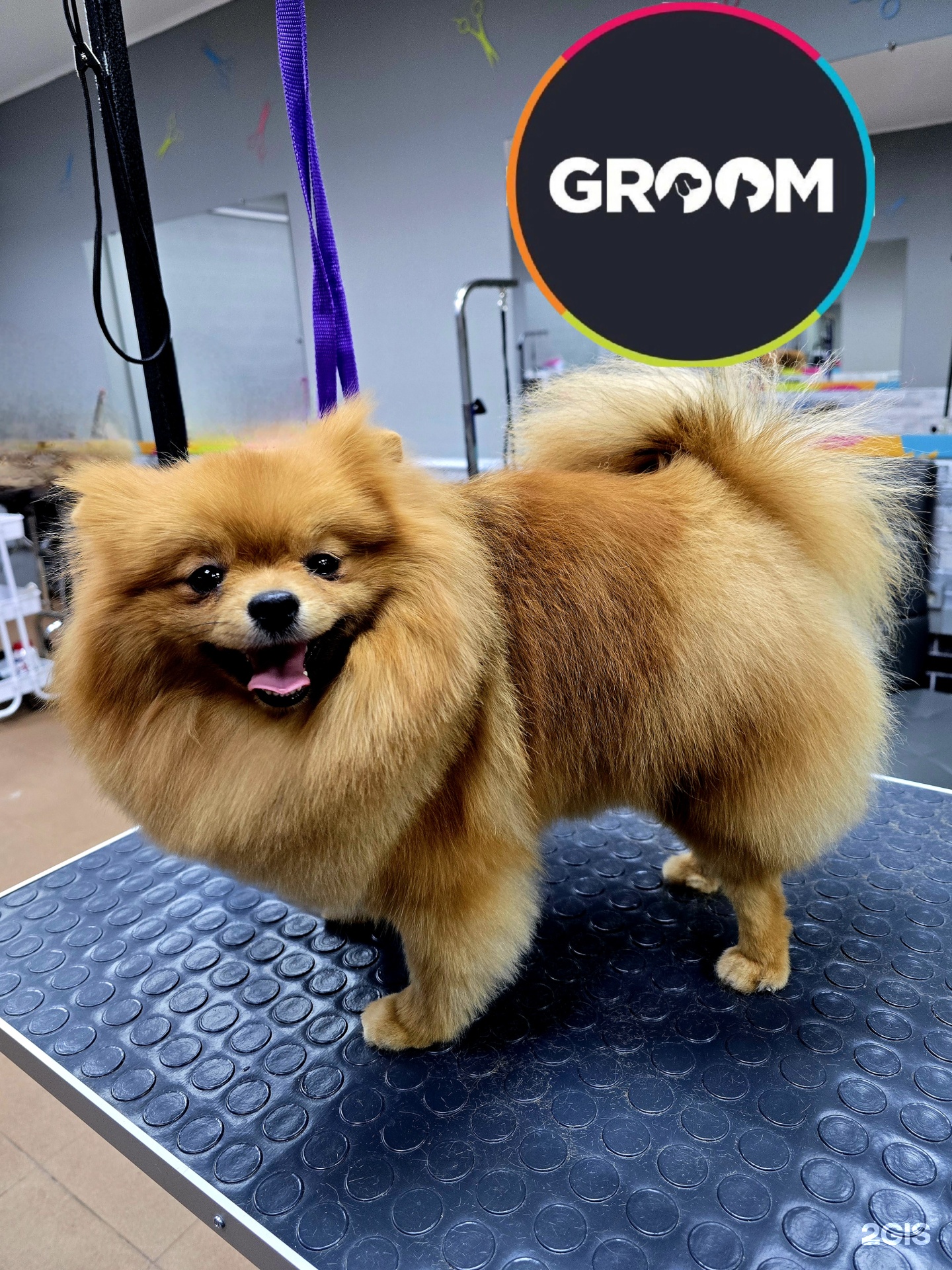 Groom, салон по уходу за животными — груминг Красноярск