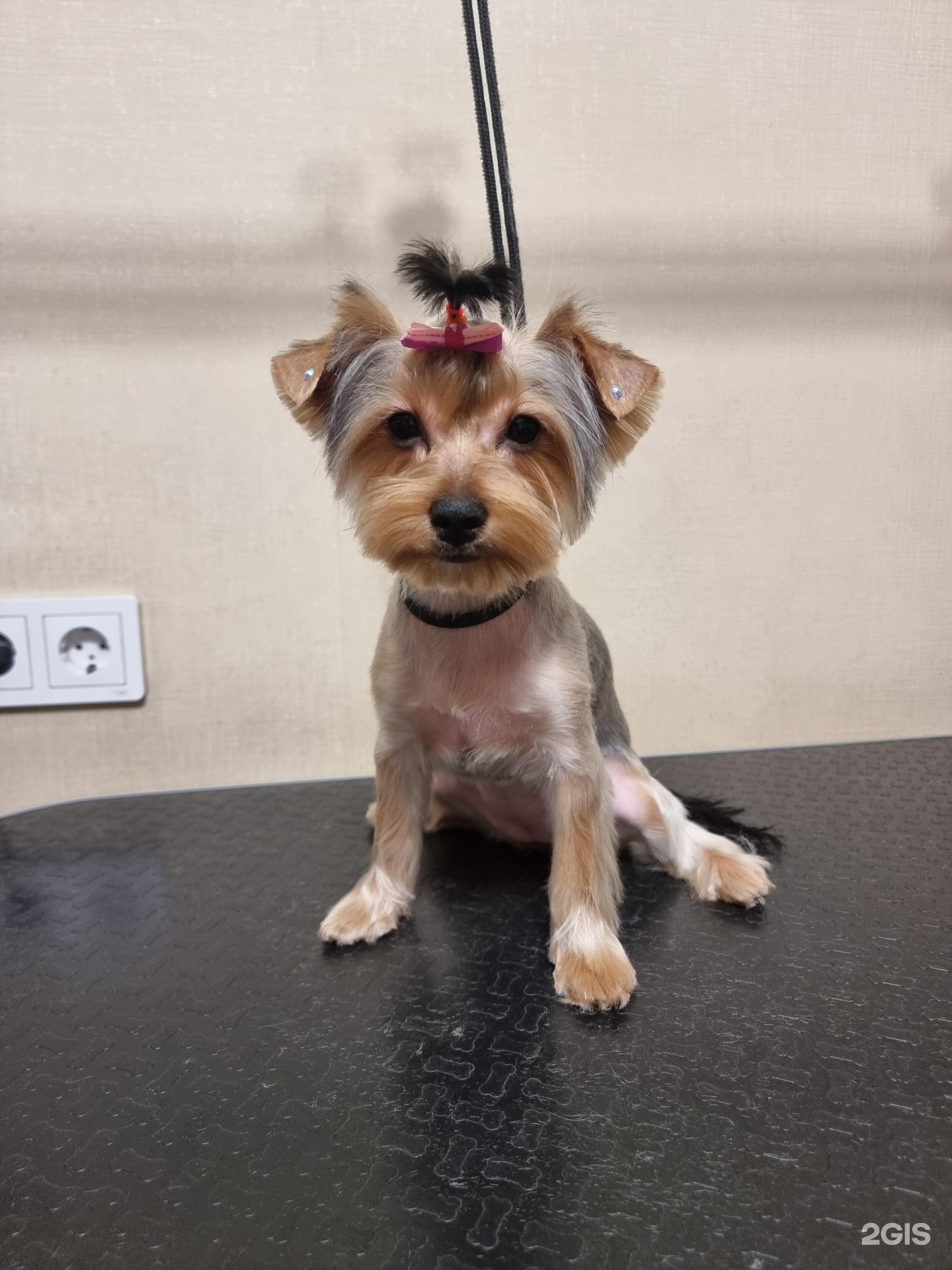 Груминг-студия Ирины Ендржеевской — груминг Красноярск