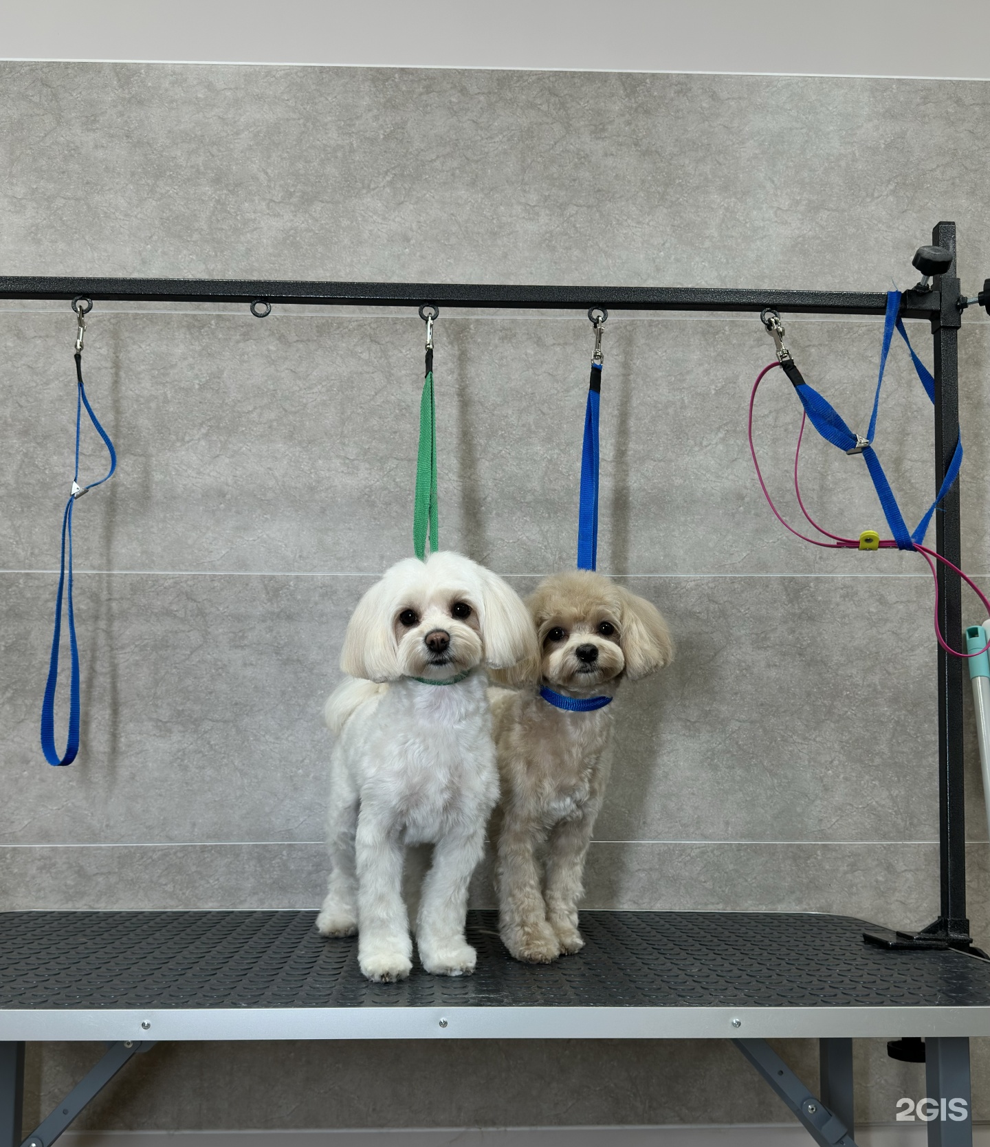 СибГрум, студия груминга — груминг Красноярск