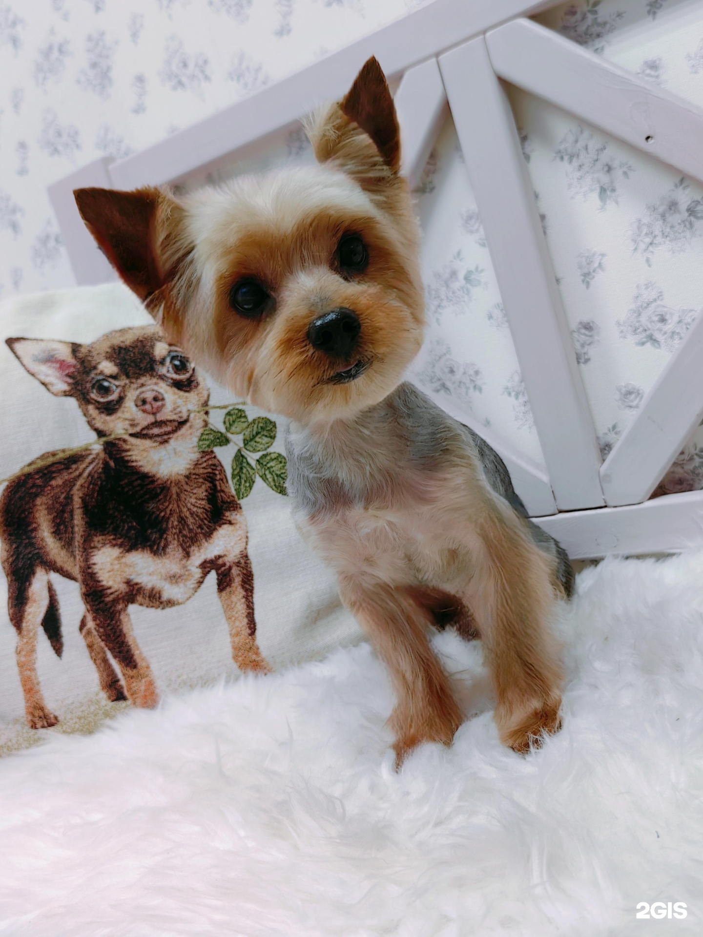 Вуф-вуф, салон красоты для питомцев — груминг Красноярск