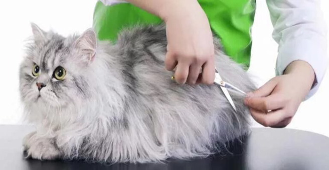 Аквариум, зоомагазин — груминг Махачкала