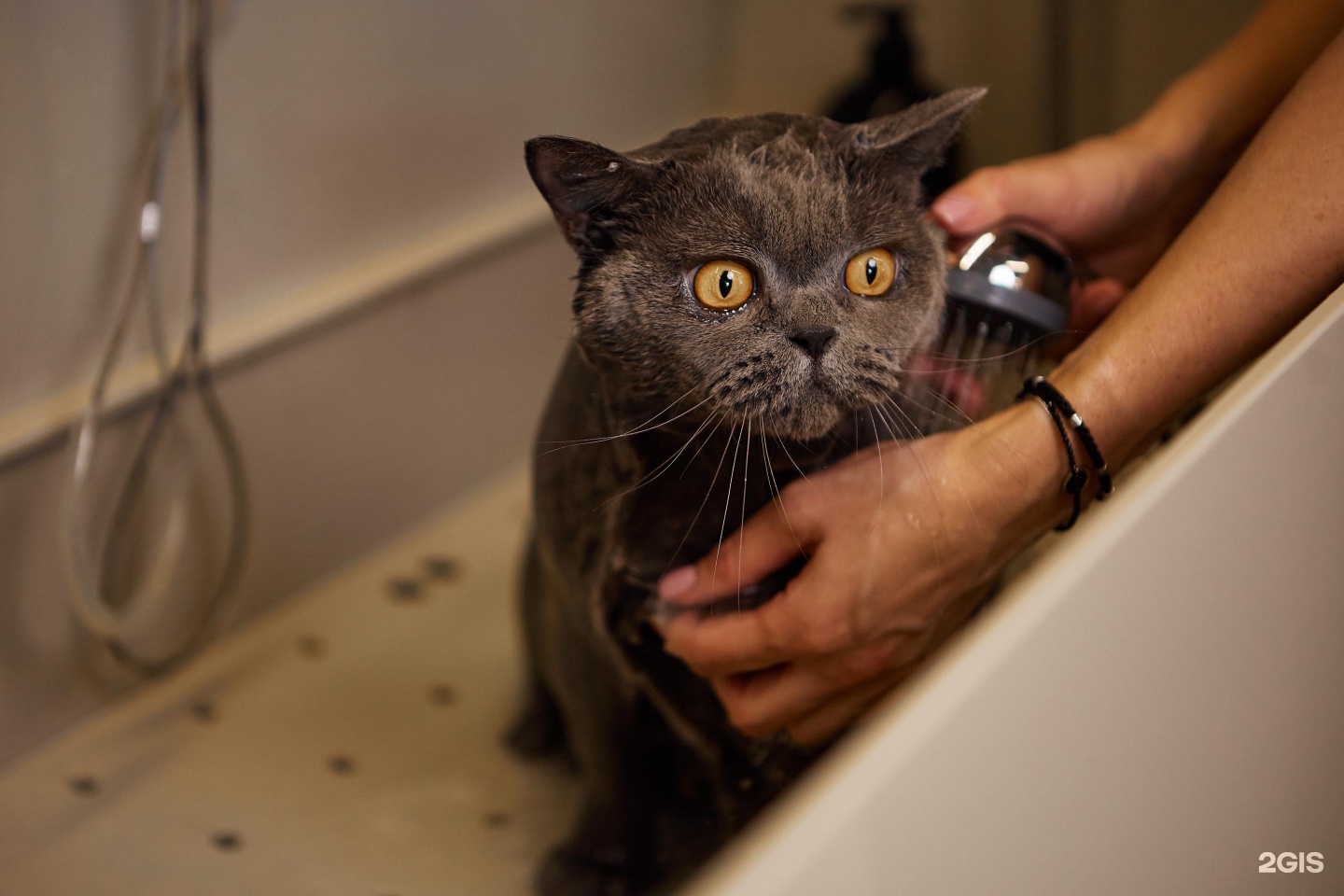 Блэкгрумер, салон груминга и SPA для животных