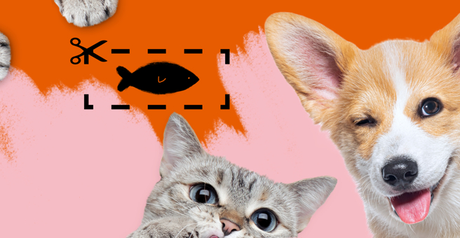 Четыре лапы, сеть зоомагазинов